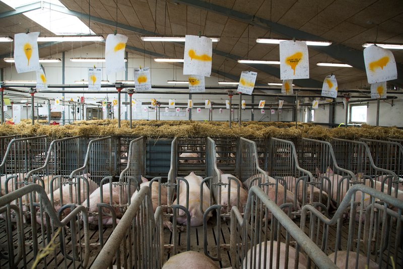 Fødevarestyrelsens dyrevelfærdskontrol viste, at 43 pct. af de hidtidige kontrollerede svineproducenter ikke overholdte reglerne i 2017