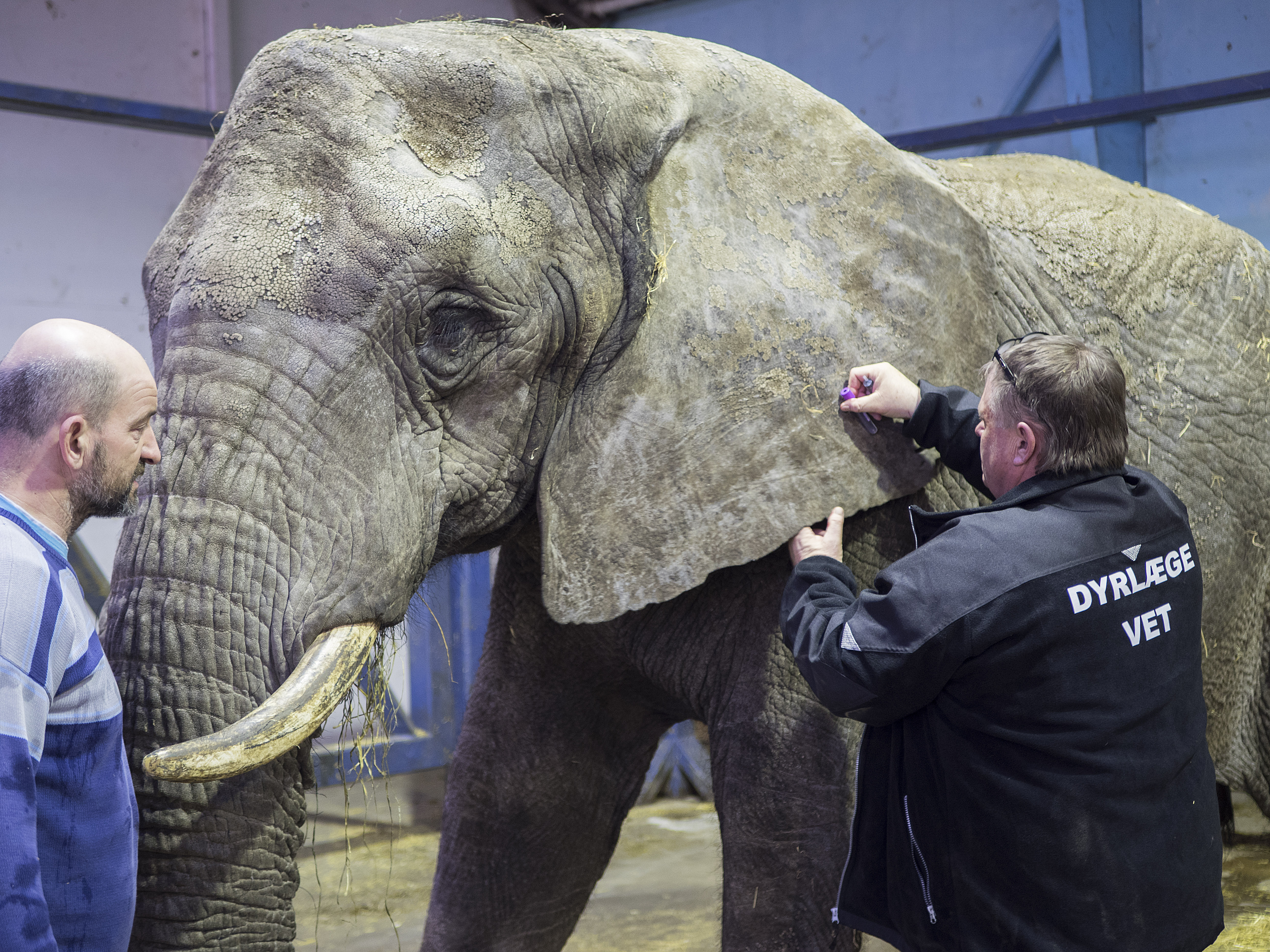 Elefanterne fra Cirkus Arena er nu sundhedstjekket