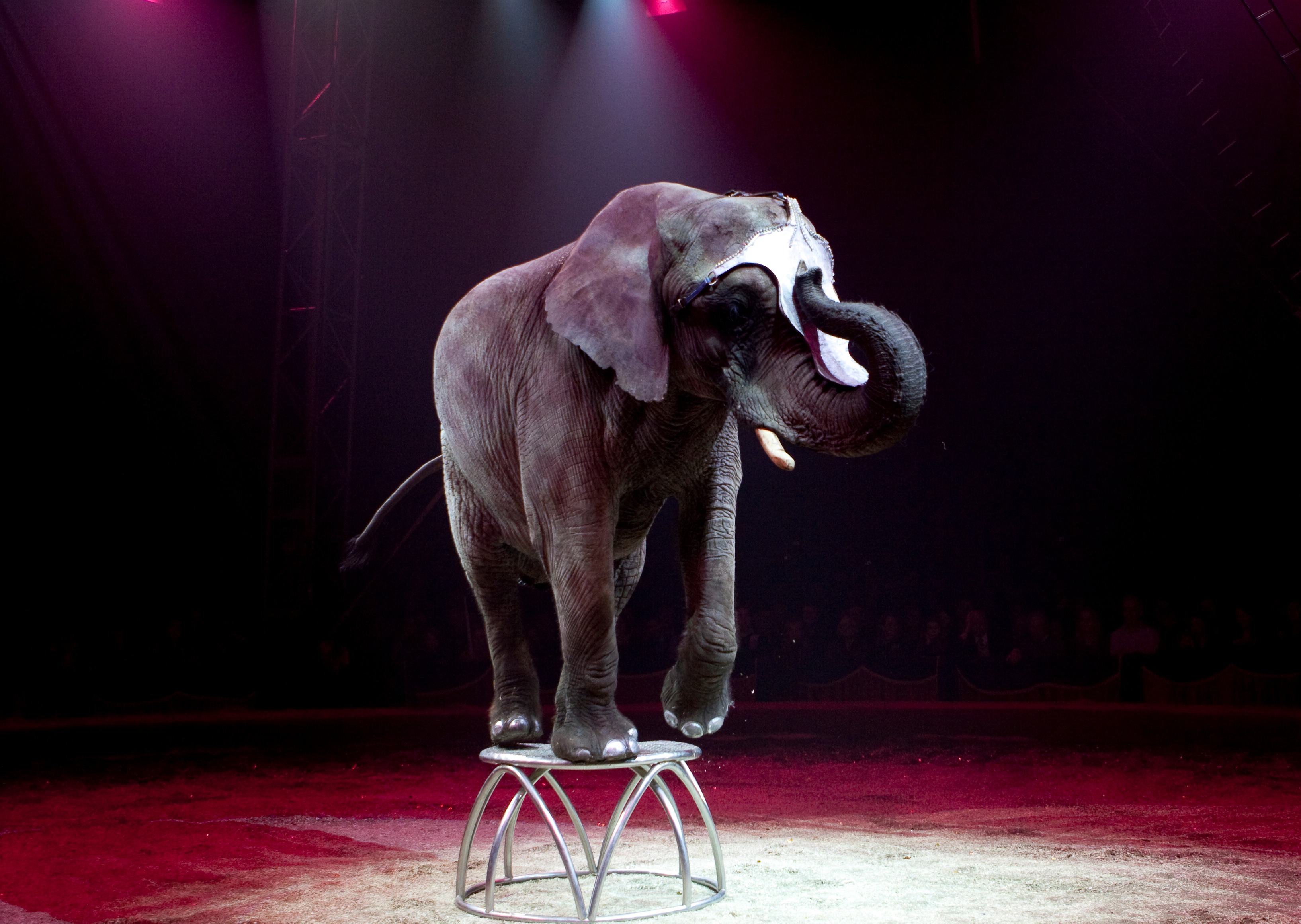 Elefanterne er nu i karantæne, så det haster med en politisk beslutning om elefanternes fremtid. Foto: Cirkus Trapez