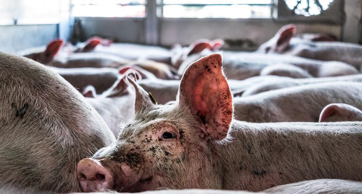 Mange tusinde grise til eksport dør allerede inden de forlader Danmark