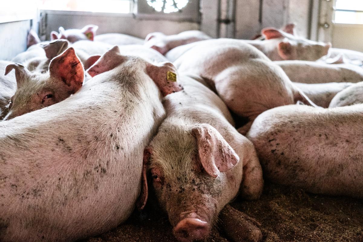 Danske grise ombord på en dyretransport til udlandet
