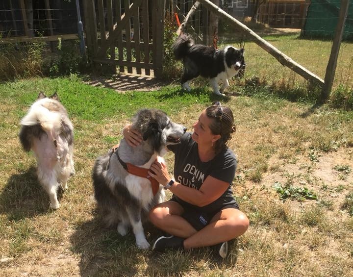 Familiehund