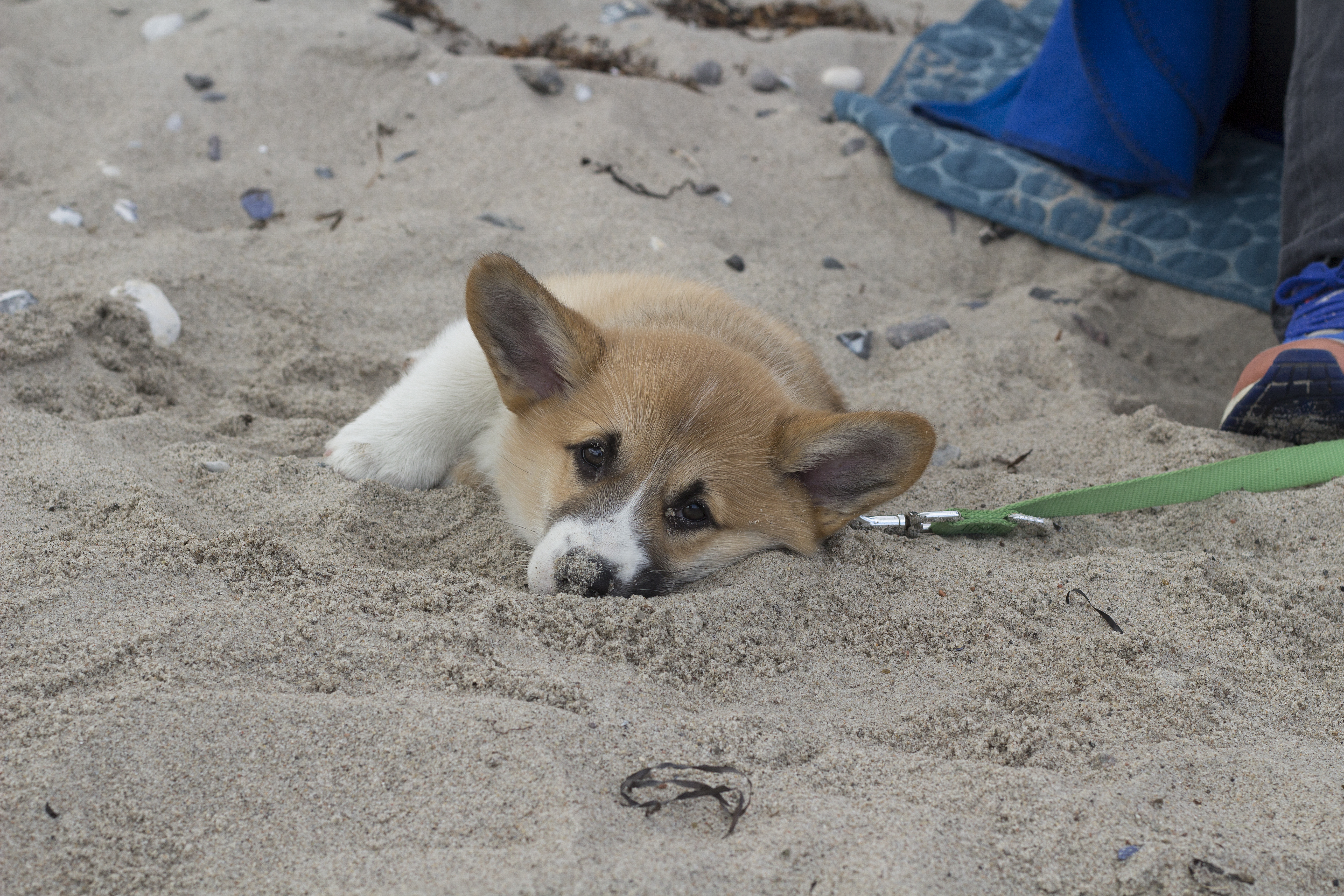 corgi