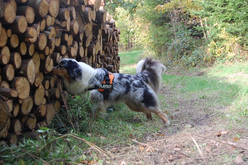 Nose Work