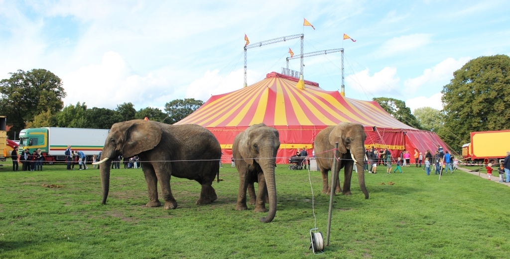 Cirkuselefanterne står lige nu og venter på en afklaring på deres fremtid