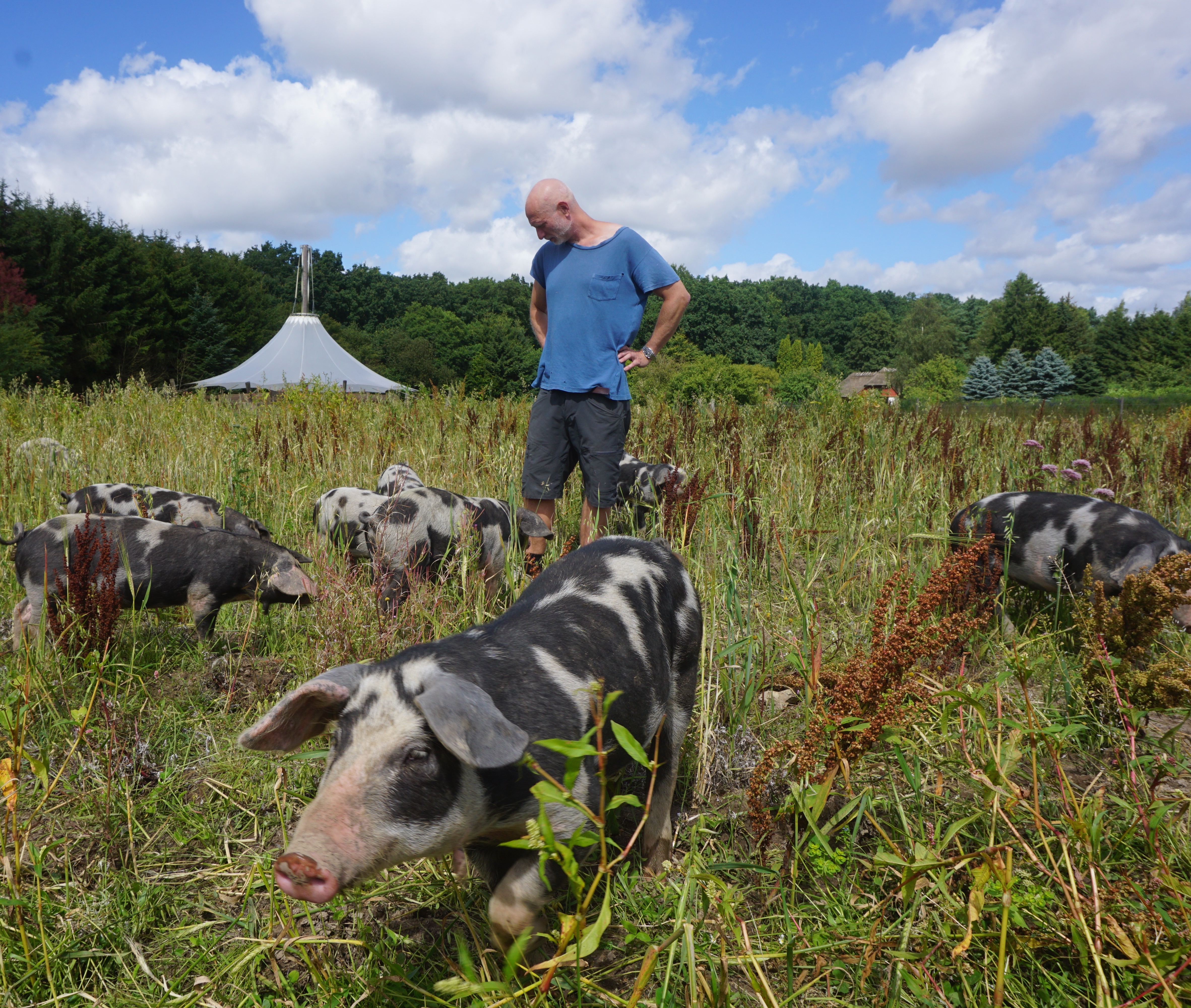 Sortbroget Landracegrise fra Katrinelunden i Sorø