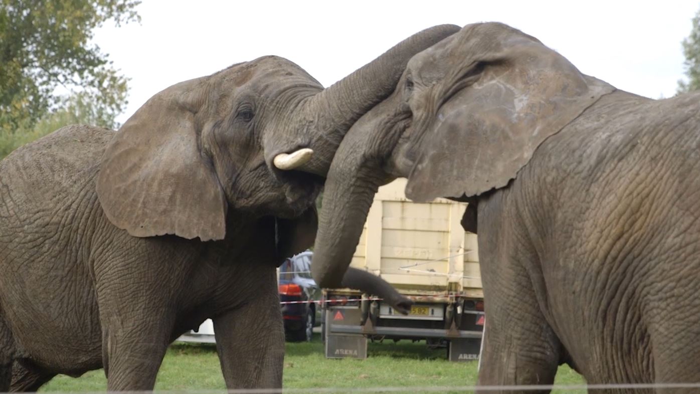 Cirkuselefanter i Danmark hører snart fortiden til