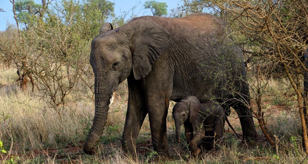 Handel med elefantunger bør forbydes