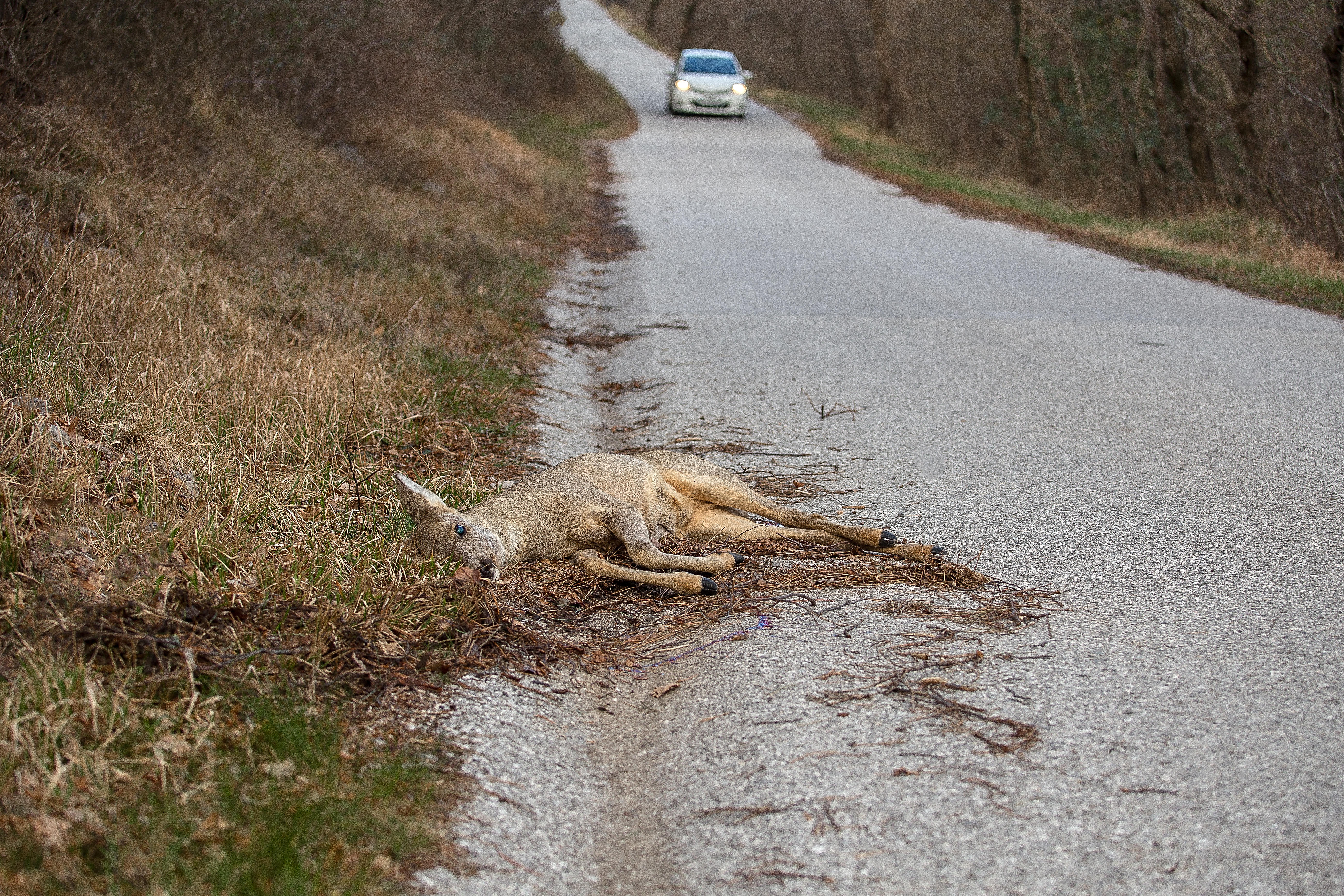 Død hjort død ved påkørsel