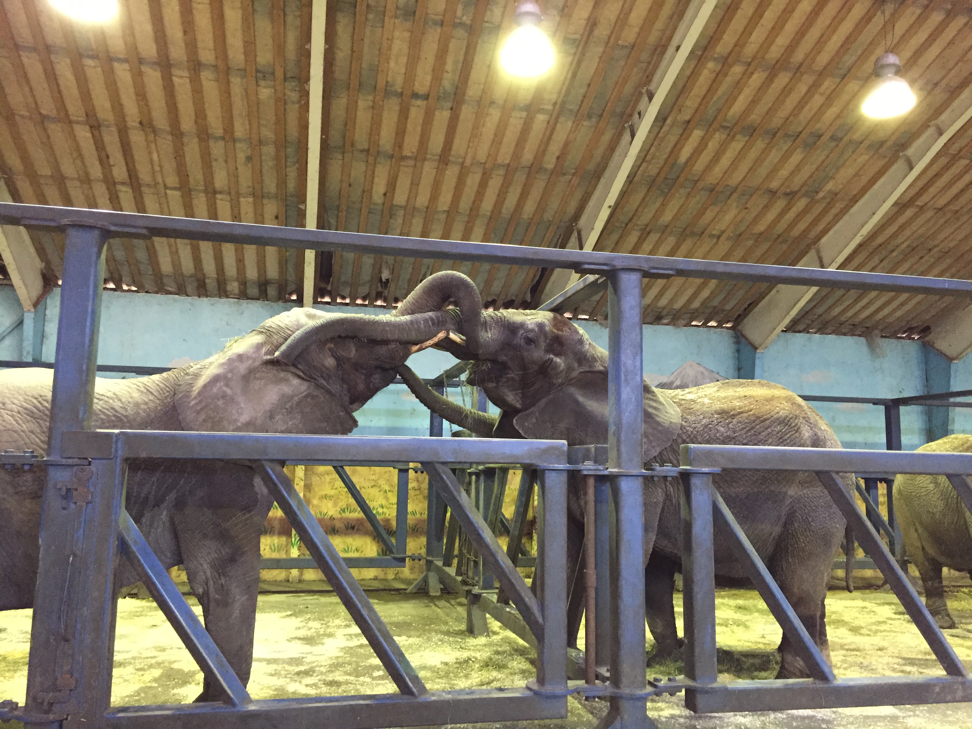 I dag mødtes cirkuselefanterne for første gang