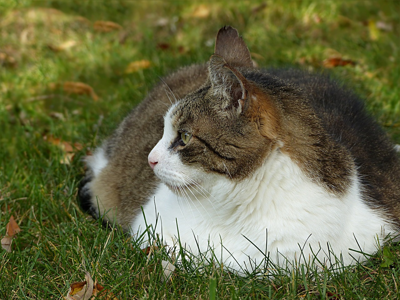 En overvægtig kat