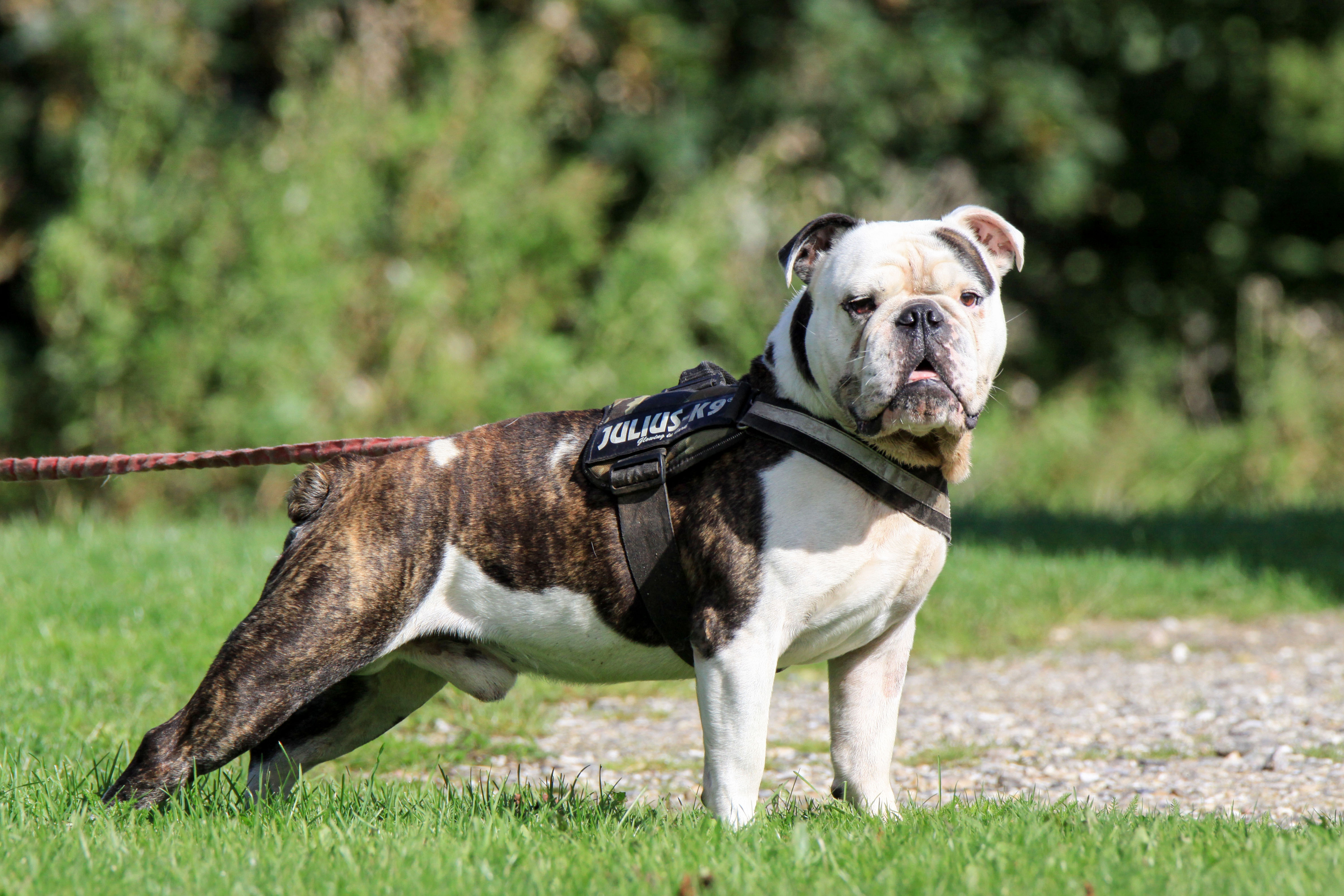 Stuart er en engelsk bulldog på 7 år