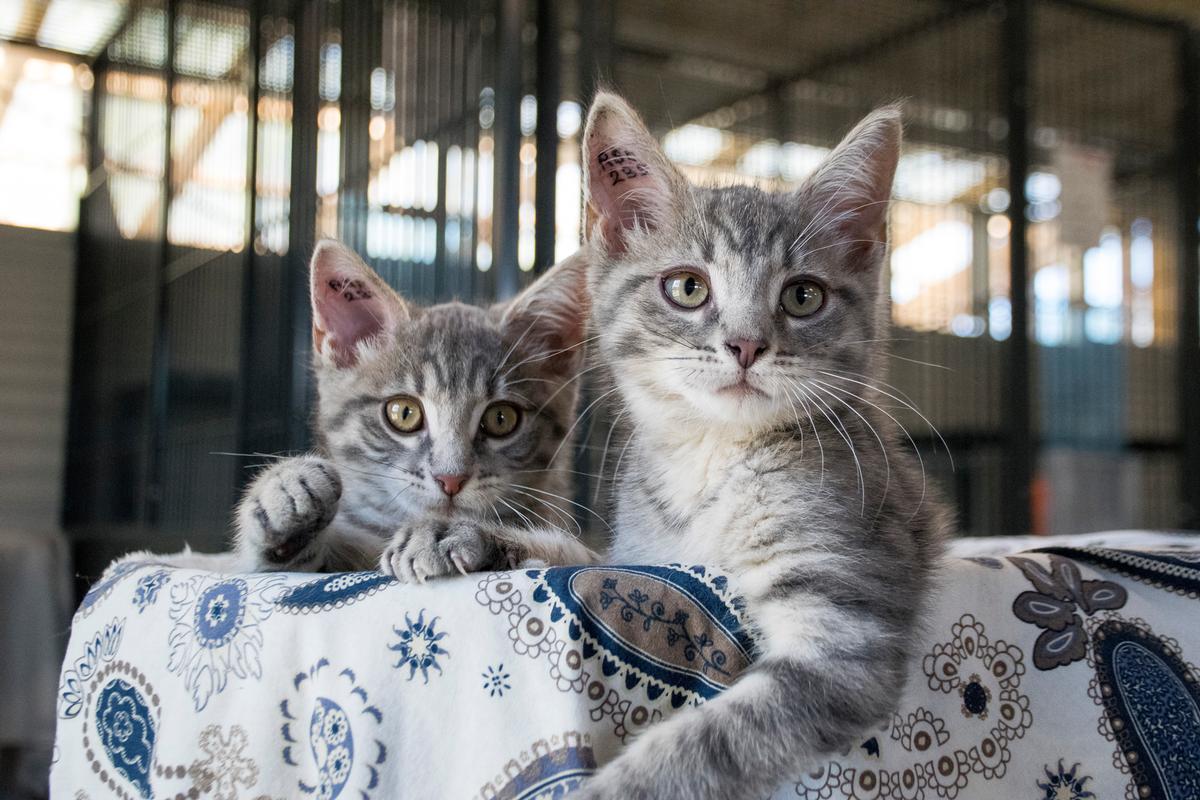 Ny rekord: 39 % flere katte på Dyrenes Beskyttelses internat på Fyn | Dyrenes