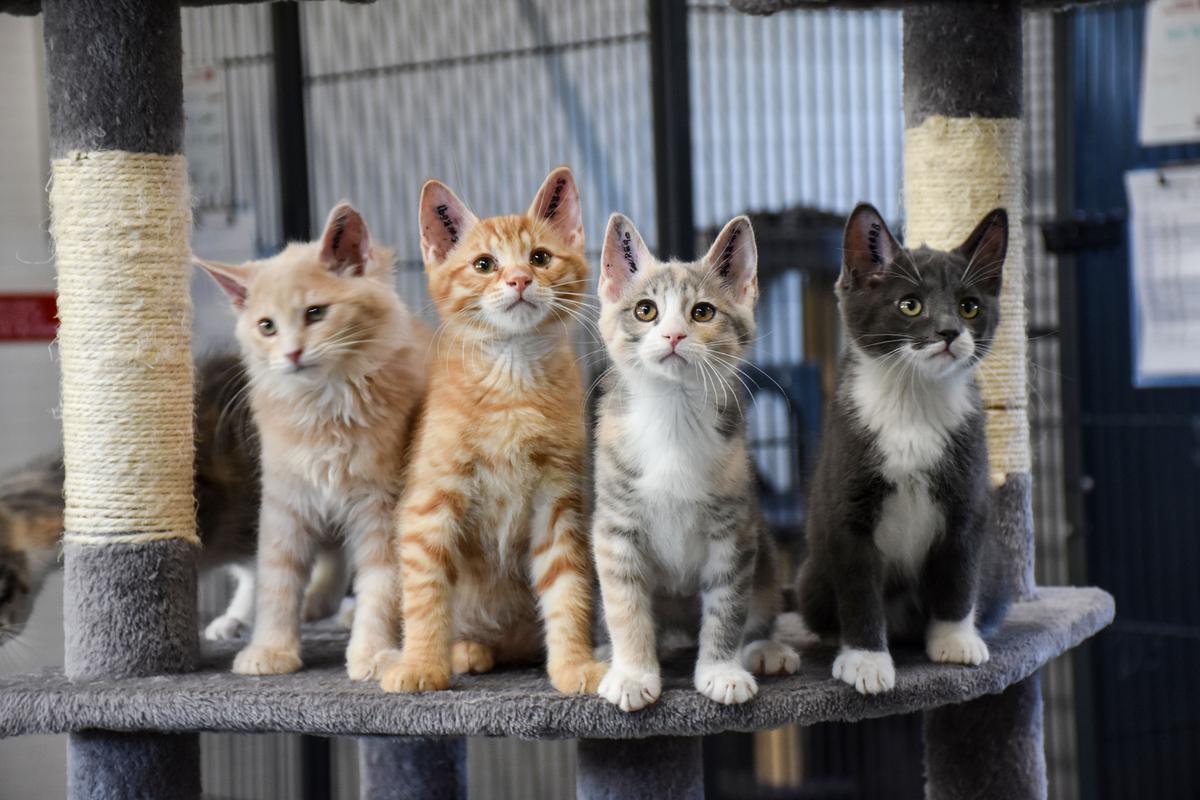 Væve deres svært Ny rekord: 40 % flere katte på Dyrenes Beskyttelses internat i Nordjylland  | Dyrenes Beskyttelse