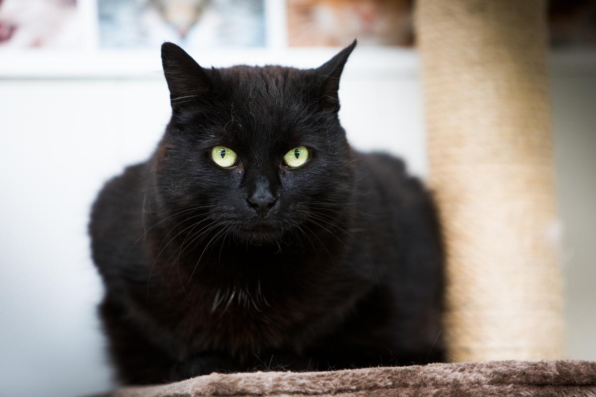 Sorte katte og killinger sidder længere tid på internatet. Foto: Kim Johnsen