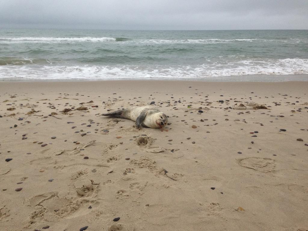 Sæler på stranden er ikke nødvendigvis i nød, de hviler sig bare. 