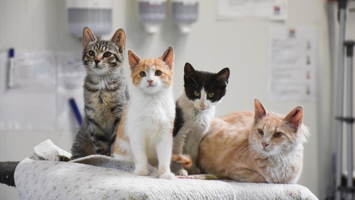 Dyrenes Beskyttelse og Den Danske Dyrlægeforening opfordrer til, at der indføres krav om mærkning og registrering af katte
