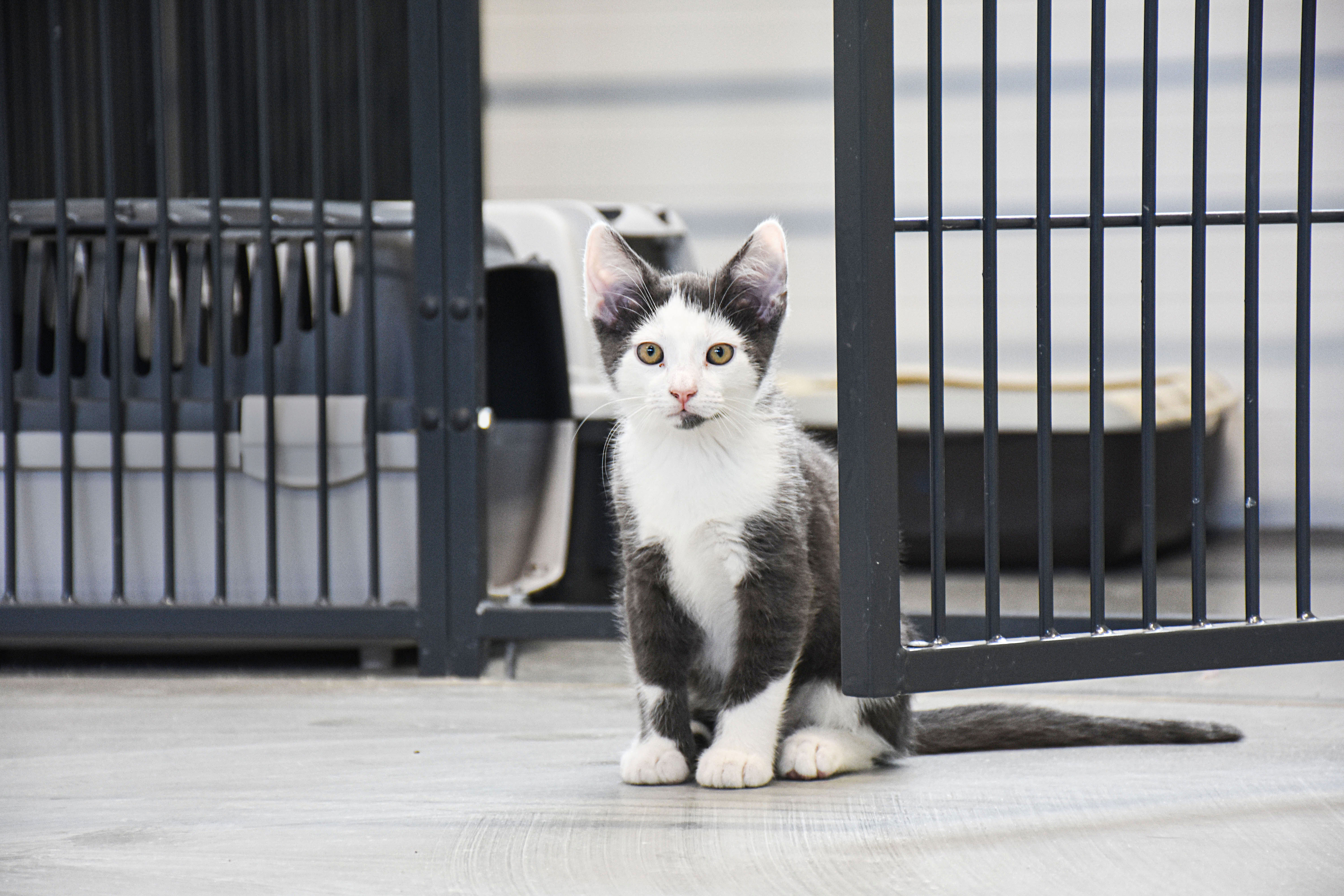 Ombord Far gøre ondt Vi skal have styrket kattens status i Danmark | Dyrenes Beskyttelse