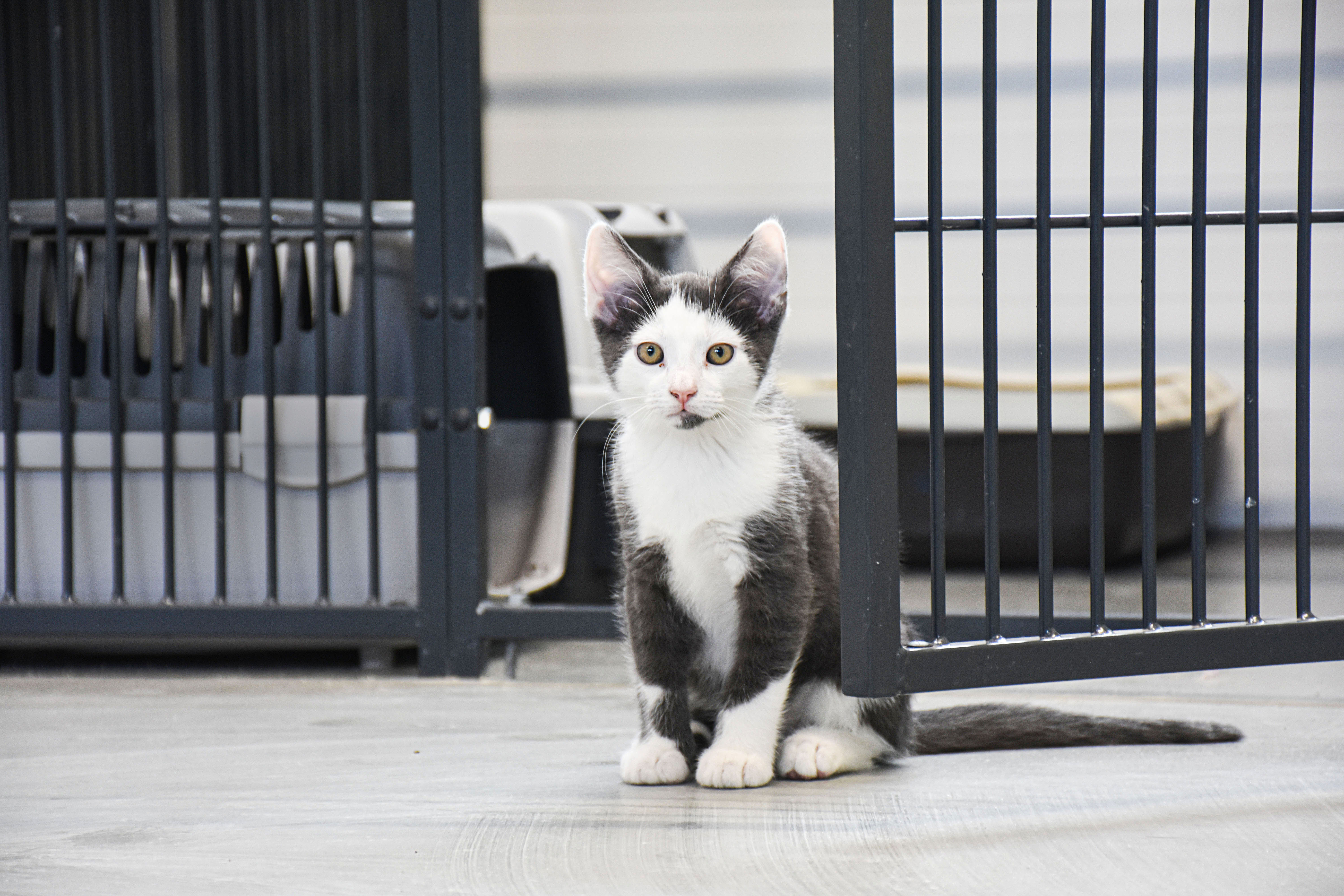 Katten er et populært familiedyr i Danmark. Alligevel er der ingen lovgivning for landets mange ejerkatte, og det går ud over kattens status i samfundet, mener familiedyrschef i Dyrenes Beskyttelse. 