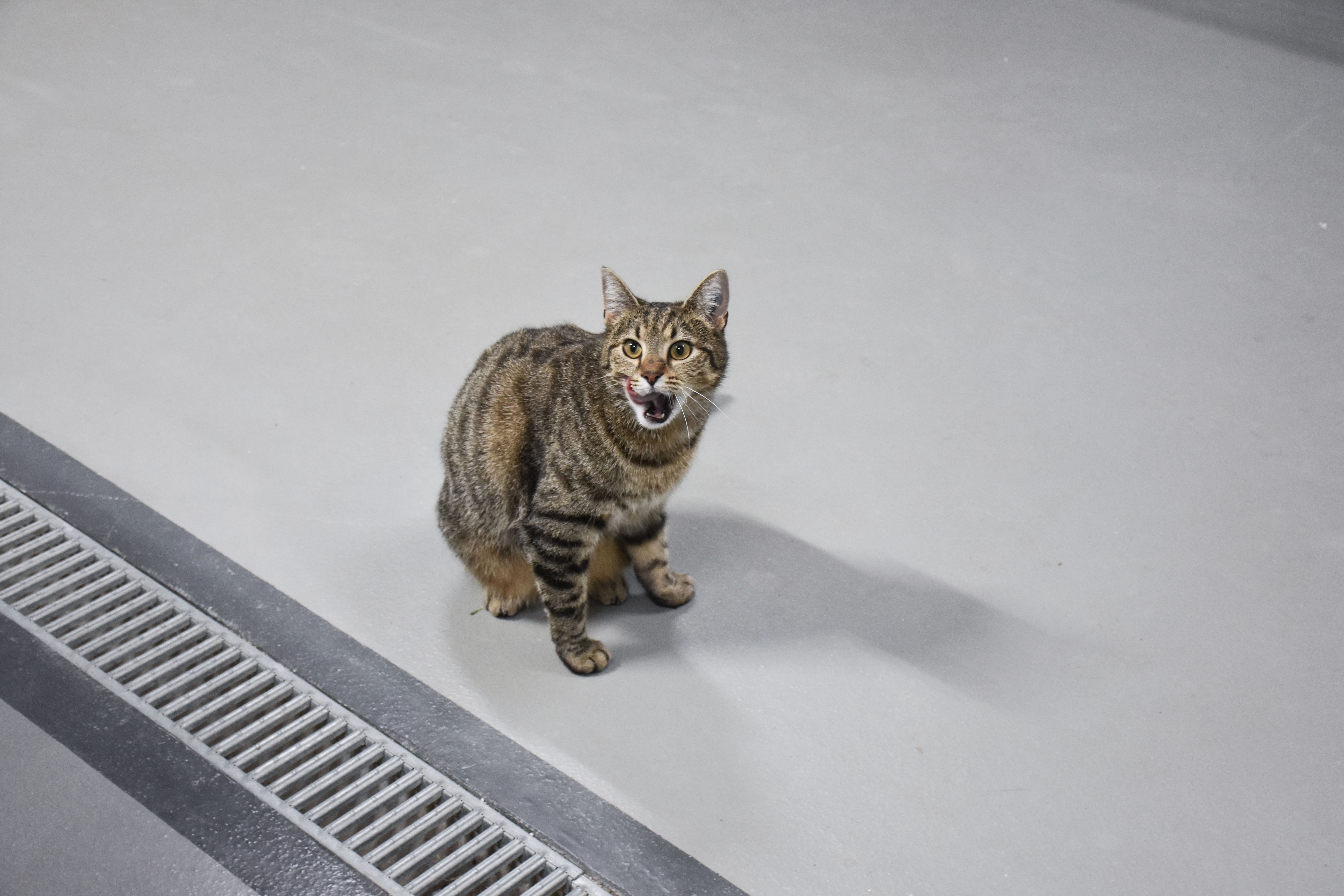 Dora er en særlig kat, med et helt enormt behov for socialt samværd
