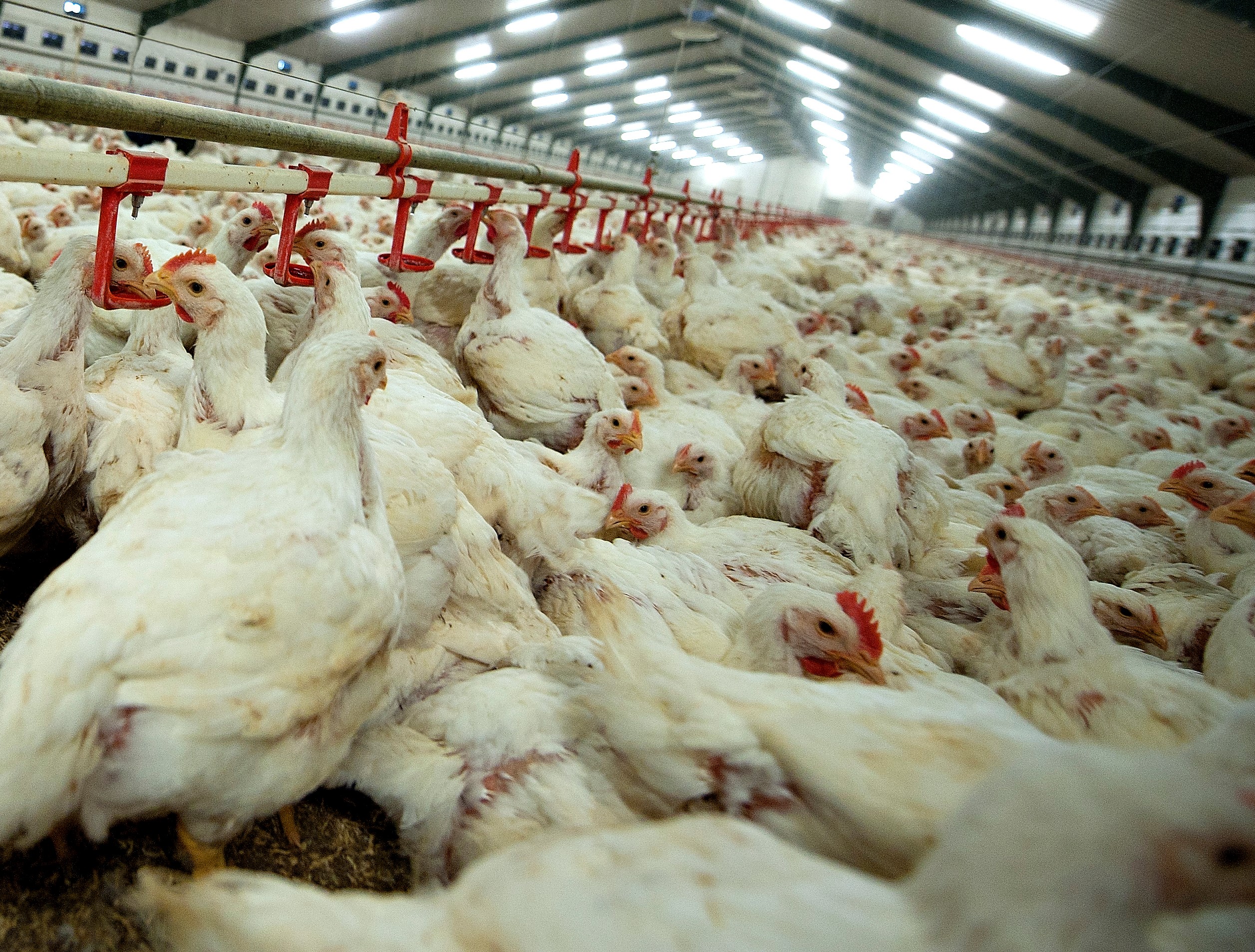 Turbokyllingen, Ross 308 samles i flokke af op til 50000 kyllinger pr. hal. 
