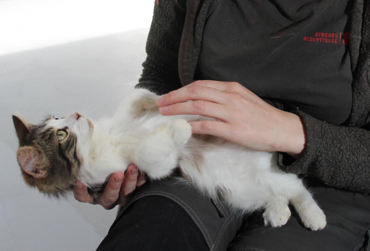 du talt med kat i dag? | Dyrenes