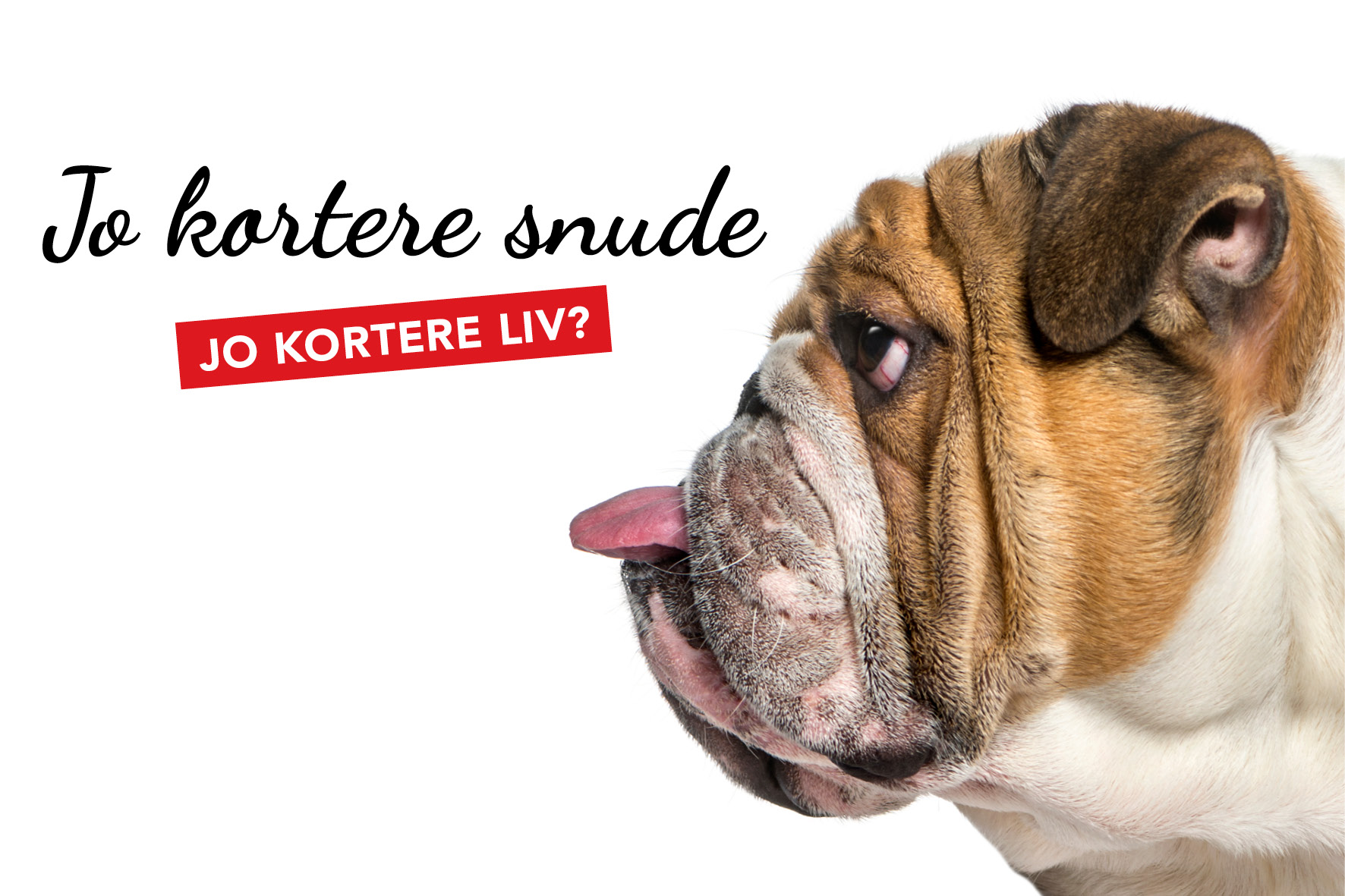 Korte korte liv | Dyrenes Beskyttelse