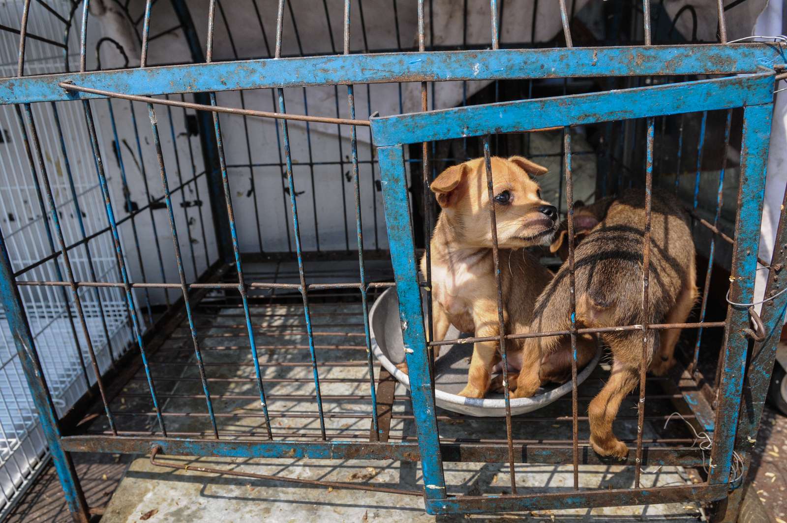 Hunde på thailandsk dyremarked. Foto: Jo-Anne McArthur / We Animals