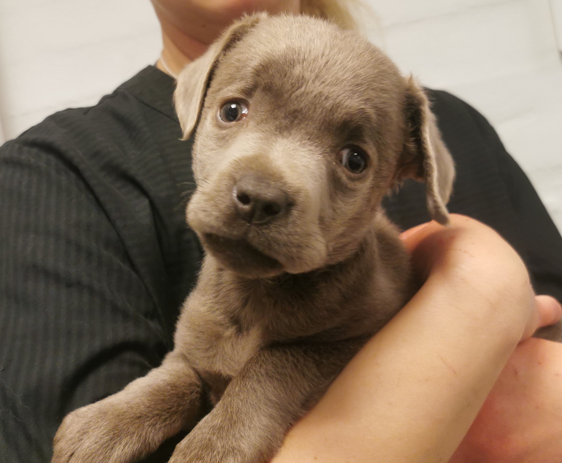 Retaliate bundt Scrupulous 6 uger gammel hundehvalp efterladt i grøft | Dyrenes Beskyttelse