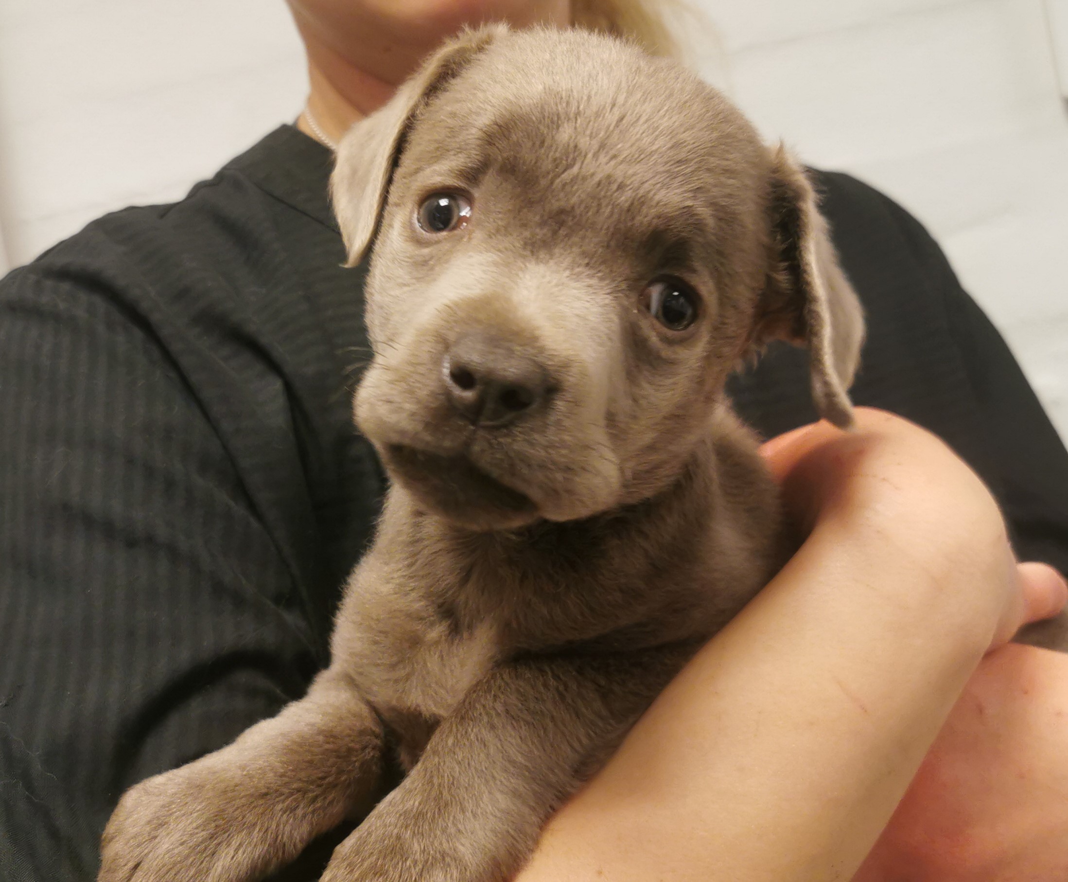 uger gammel hundehvalp efterladt grøft Dyrenes Beskyttelse