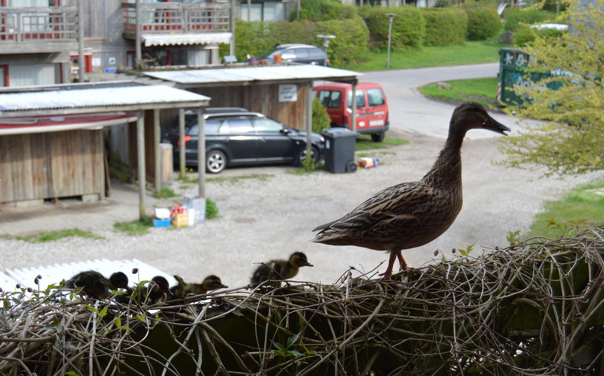 En andefamilie i en altankasse