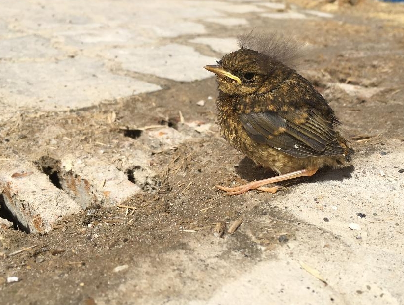 Solsorteunger er en af dem der kommer mange opkald omkring