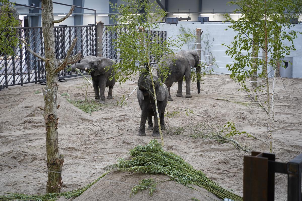 Cirkuselefanternes nye staldanlæg i Knuthenborg Safaripark