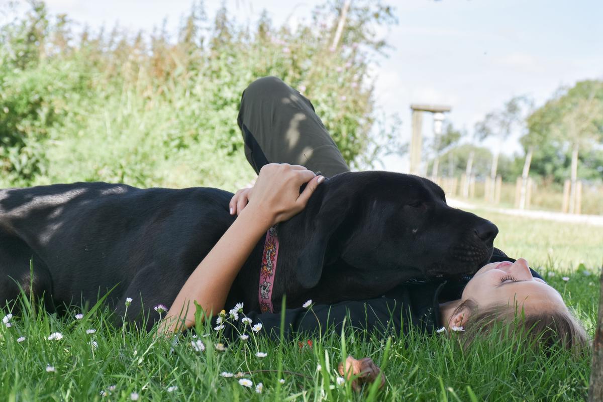 3 tips til at undgå, at hunden får coronastress | Beskyttelse