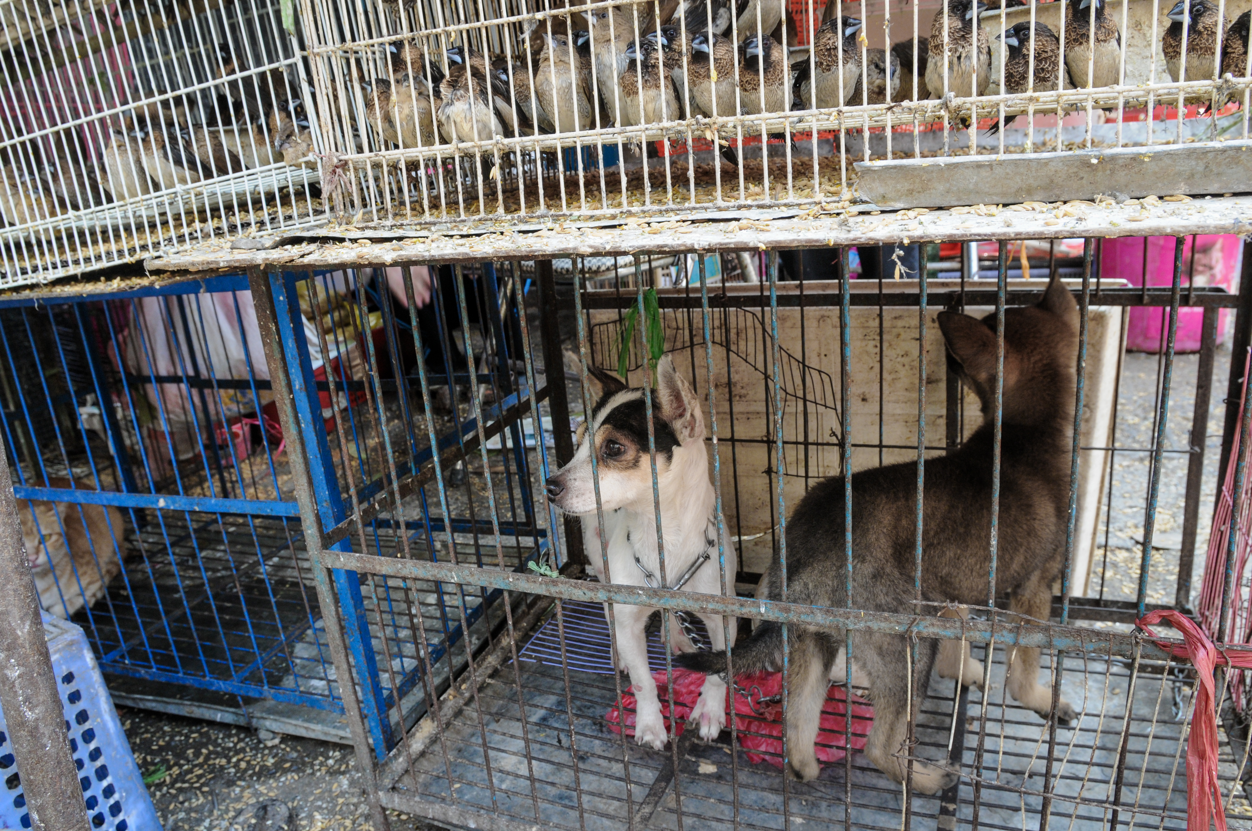 Hunde sælges på dyremarkeder overalt i Asien