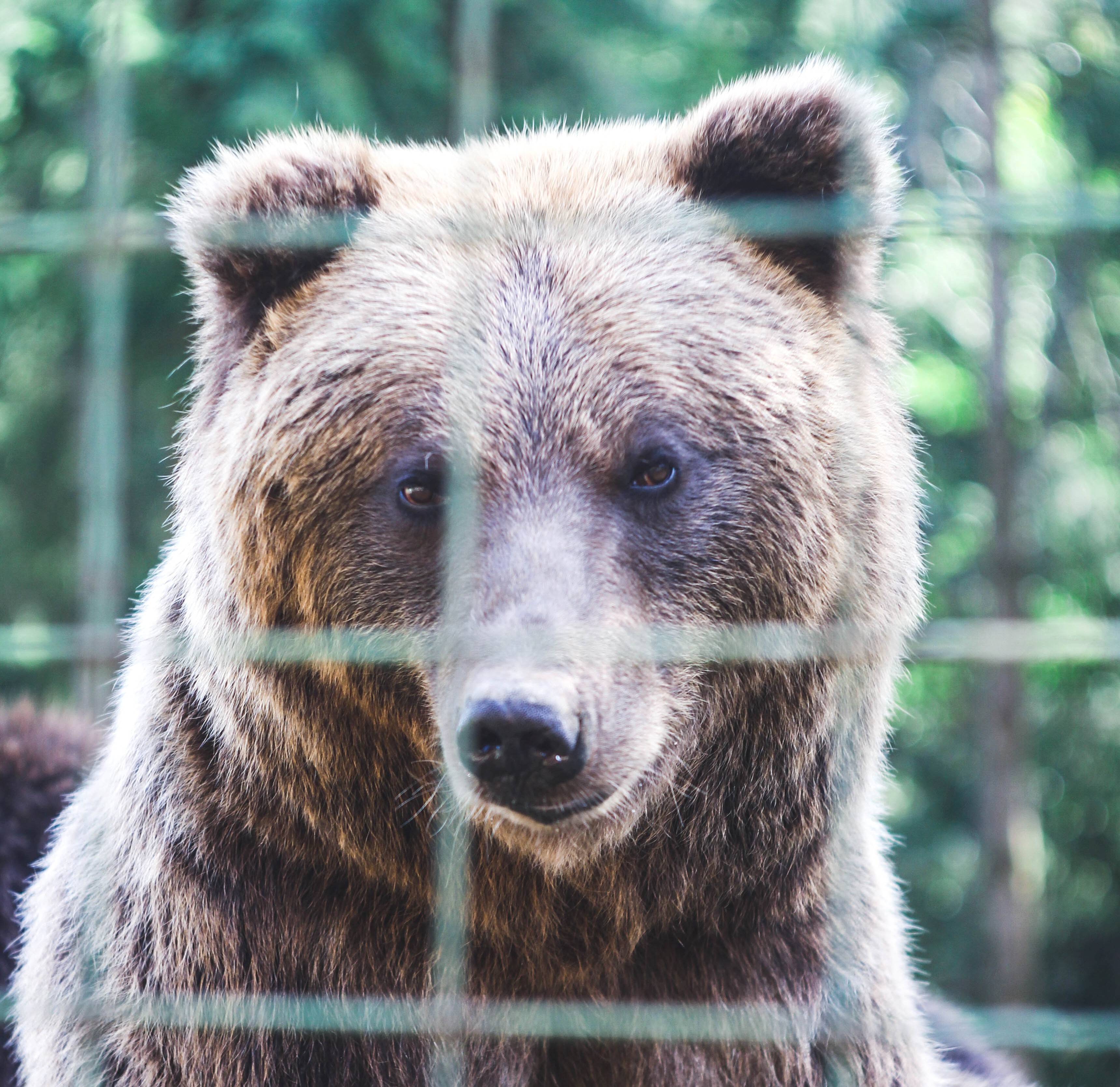 Der er kun 200 brune bjørne tilbage i naturen i Albanien
