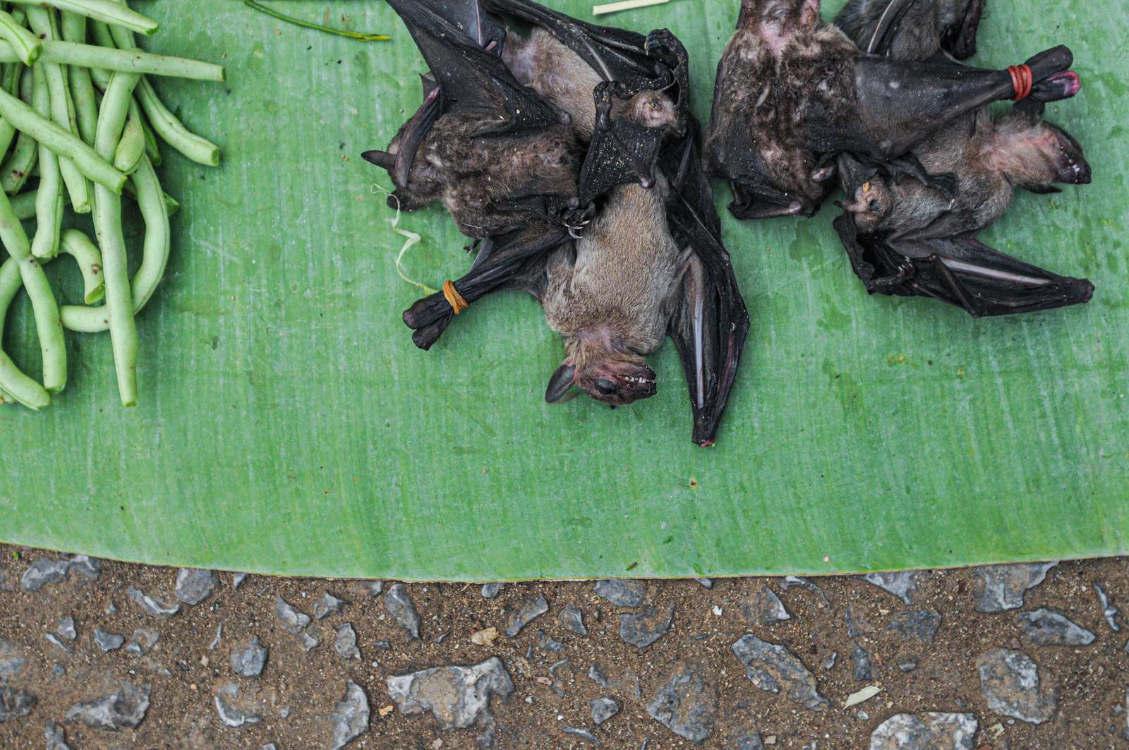 Flagermus sælges fortsat hyppigt i Indonesien