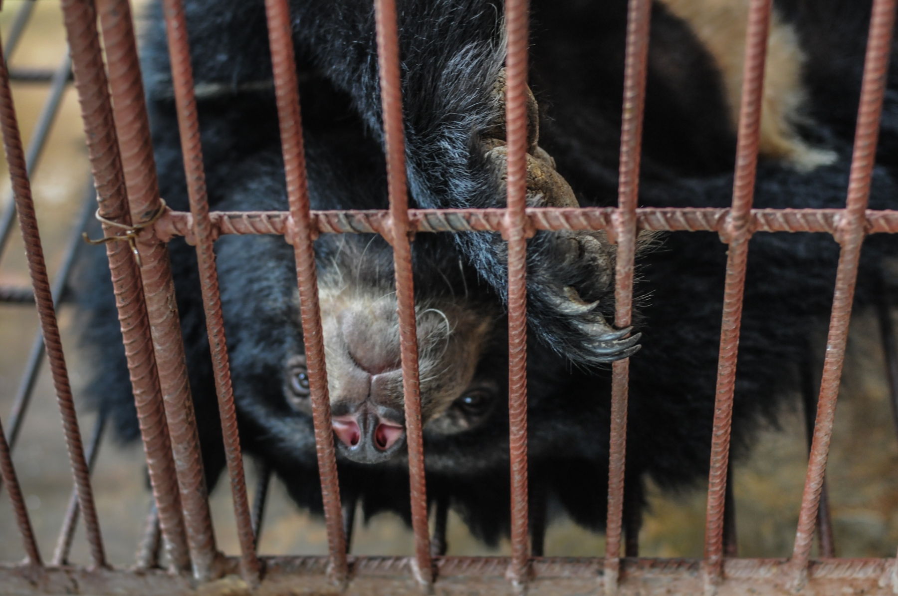 bjørnegalde anbefales stadig af de kinesiske myndigheder 