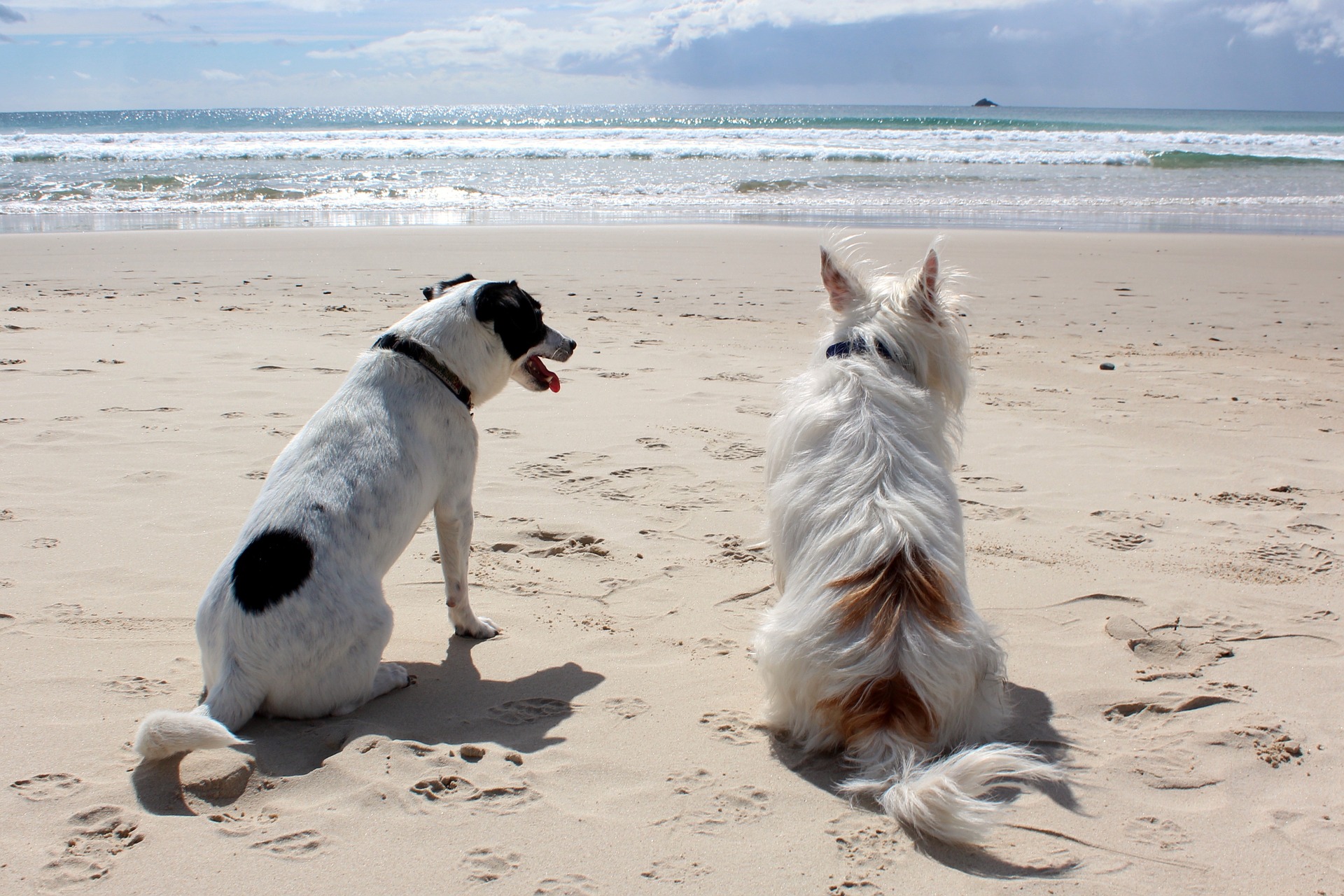 Strandhunde