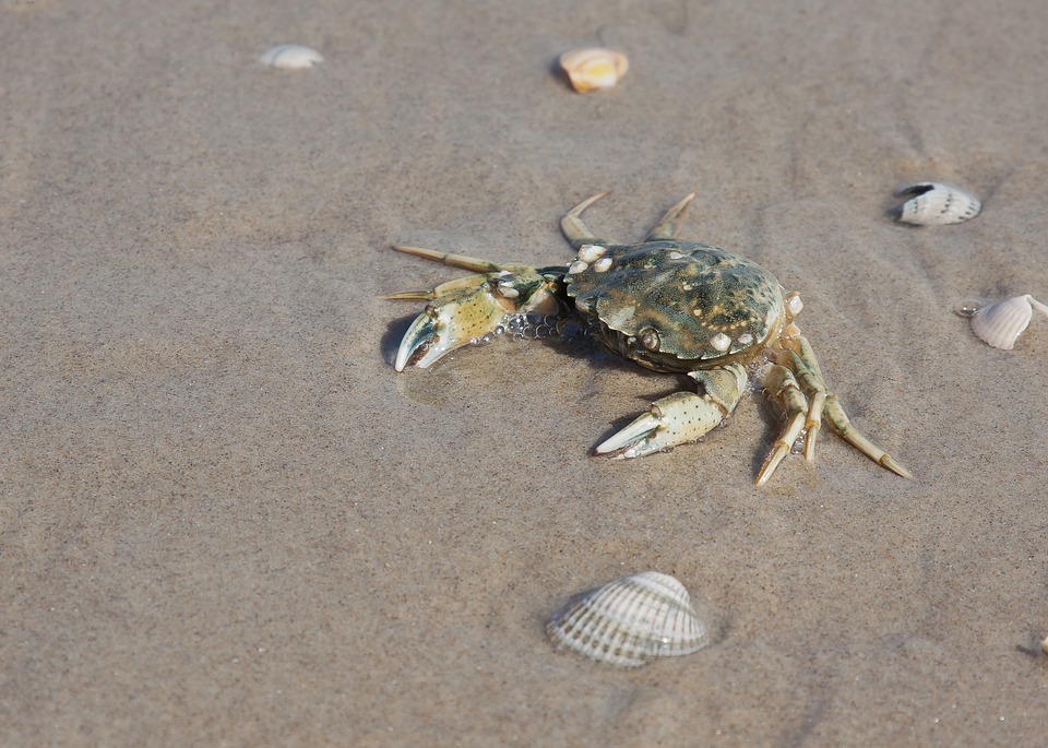 At fange krabber i vandkanten er en yndet sommeraktivitet for mange danske familier