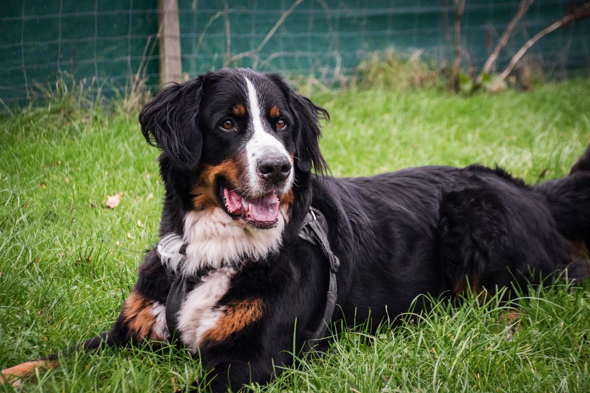 Hunde og katte bliver primært bortadopteret på grund af ejers situation