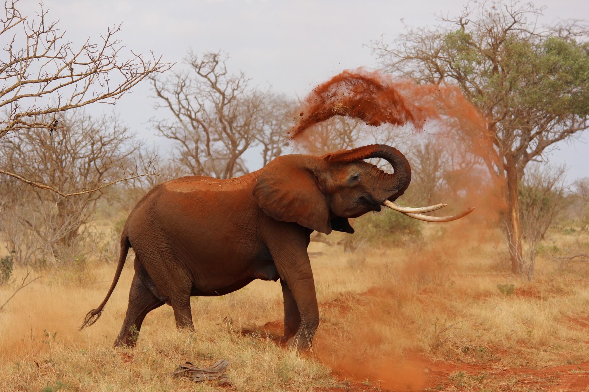 Elefanter er stadig en af de store tabere, når det kommer til handel med vilde dyr