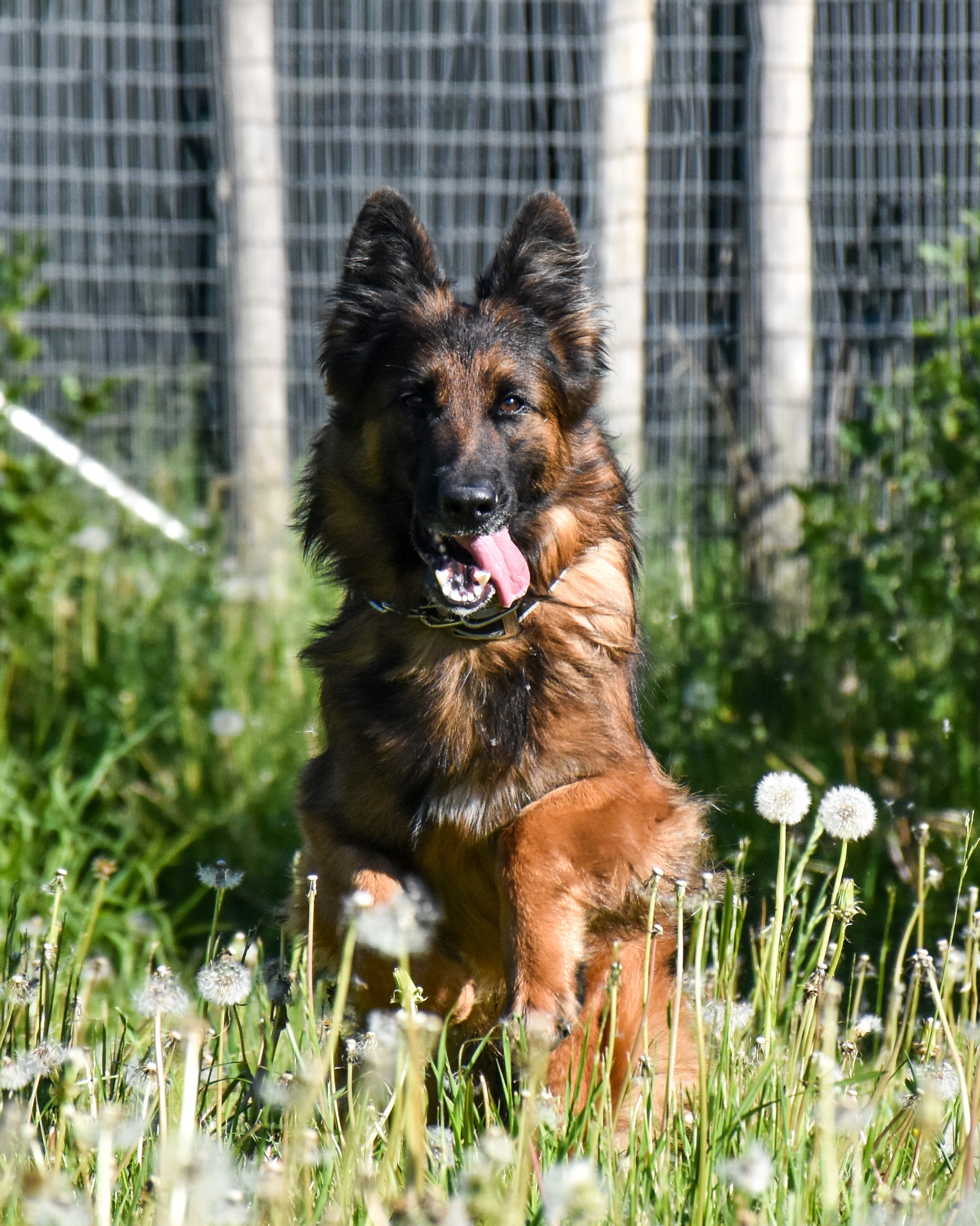 hundepension nordjyllands internat 