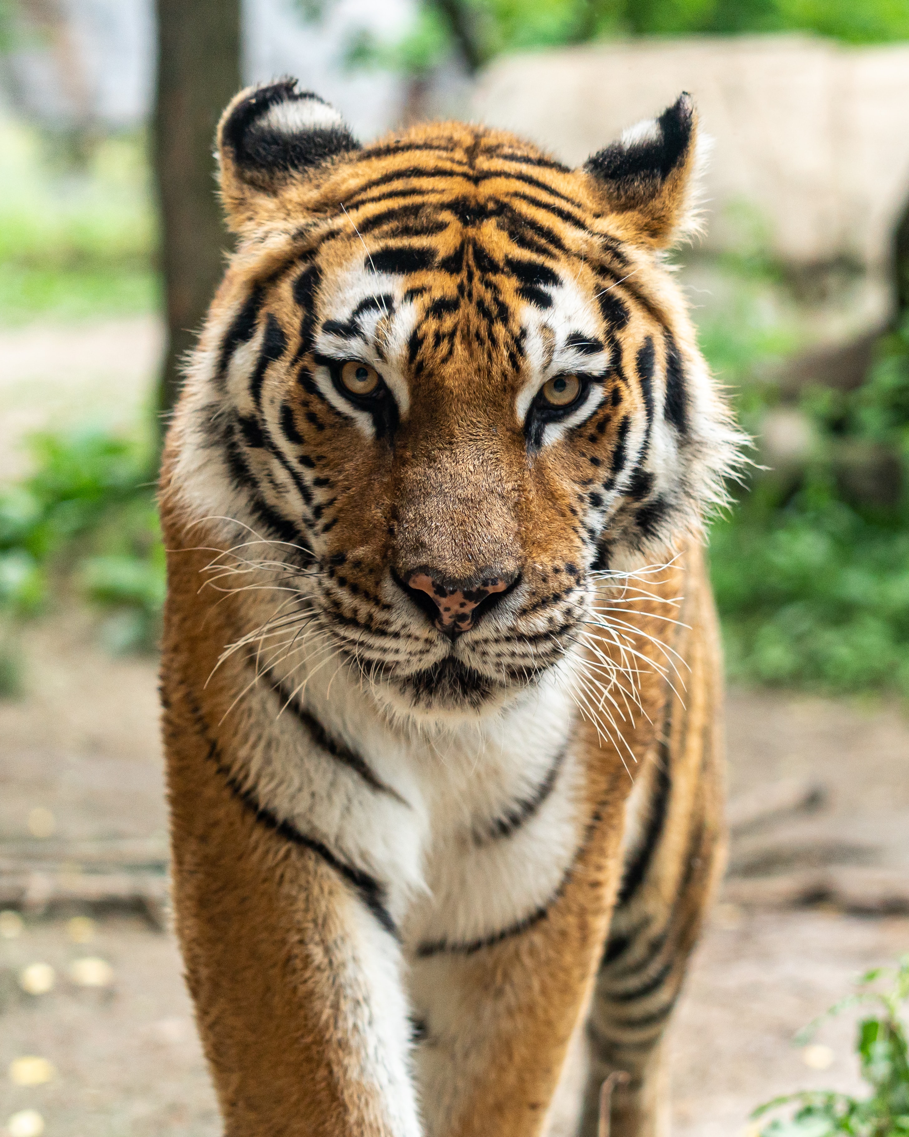 Der er omkring 4000 tigre tilbage i det fri