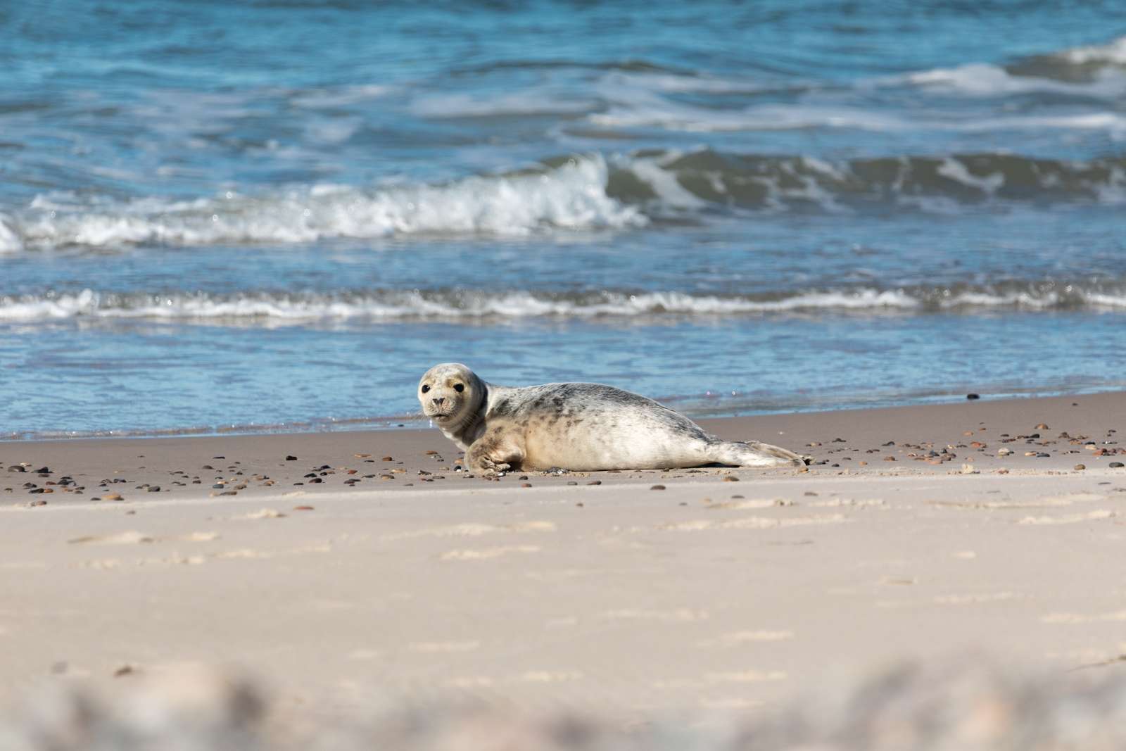 Sæl i Skagen