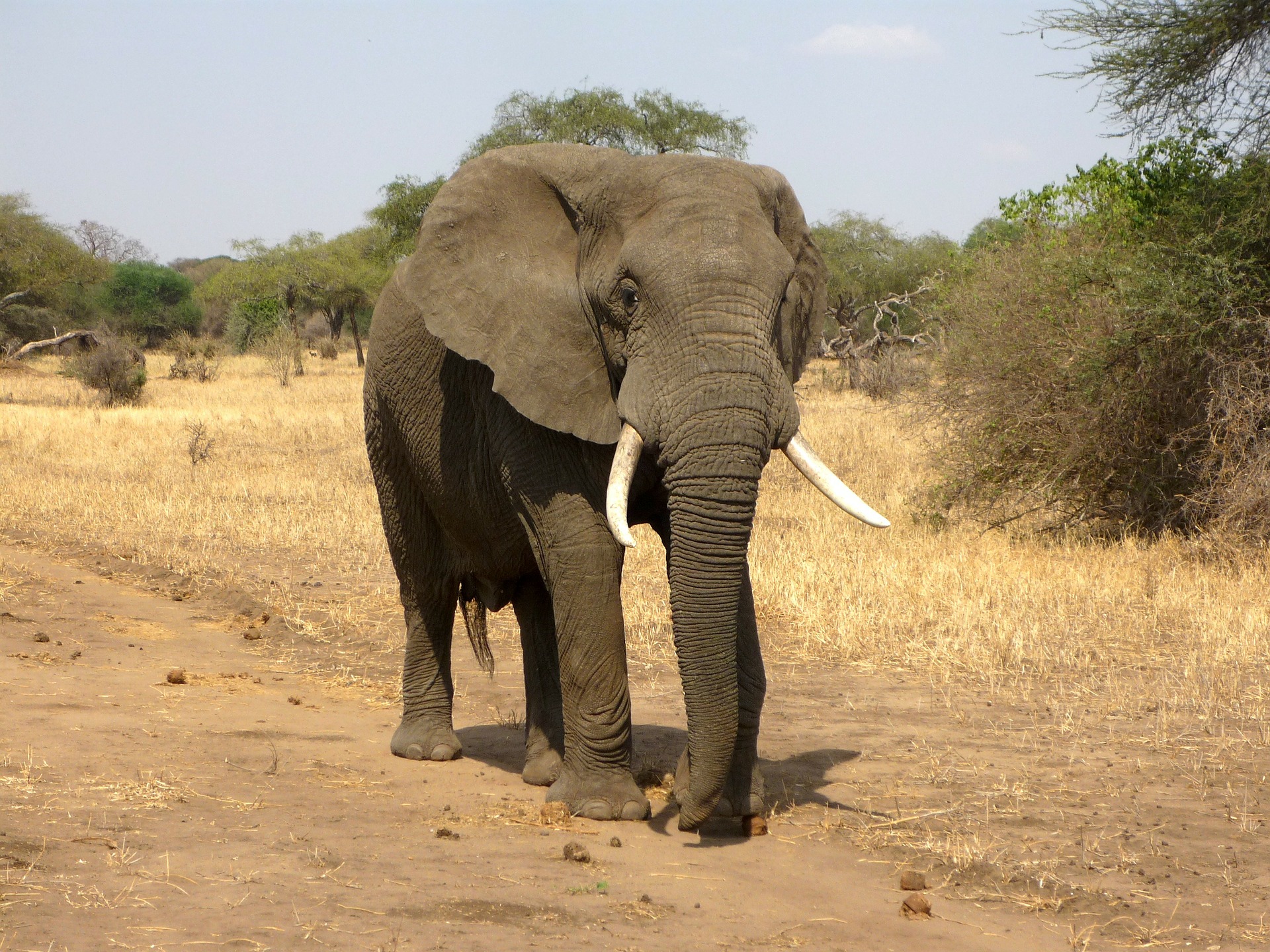 Elefantens elfenben er mange penge værd