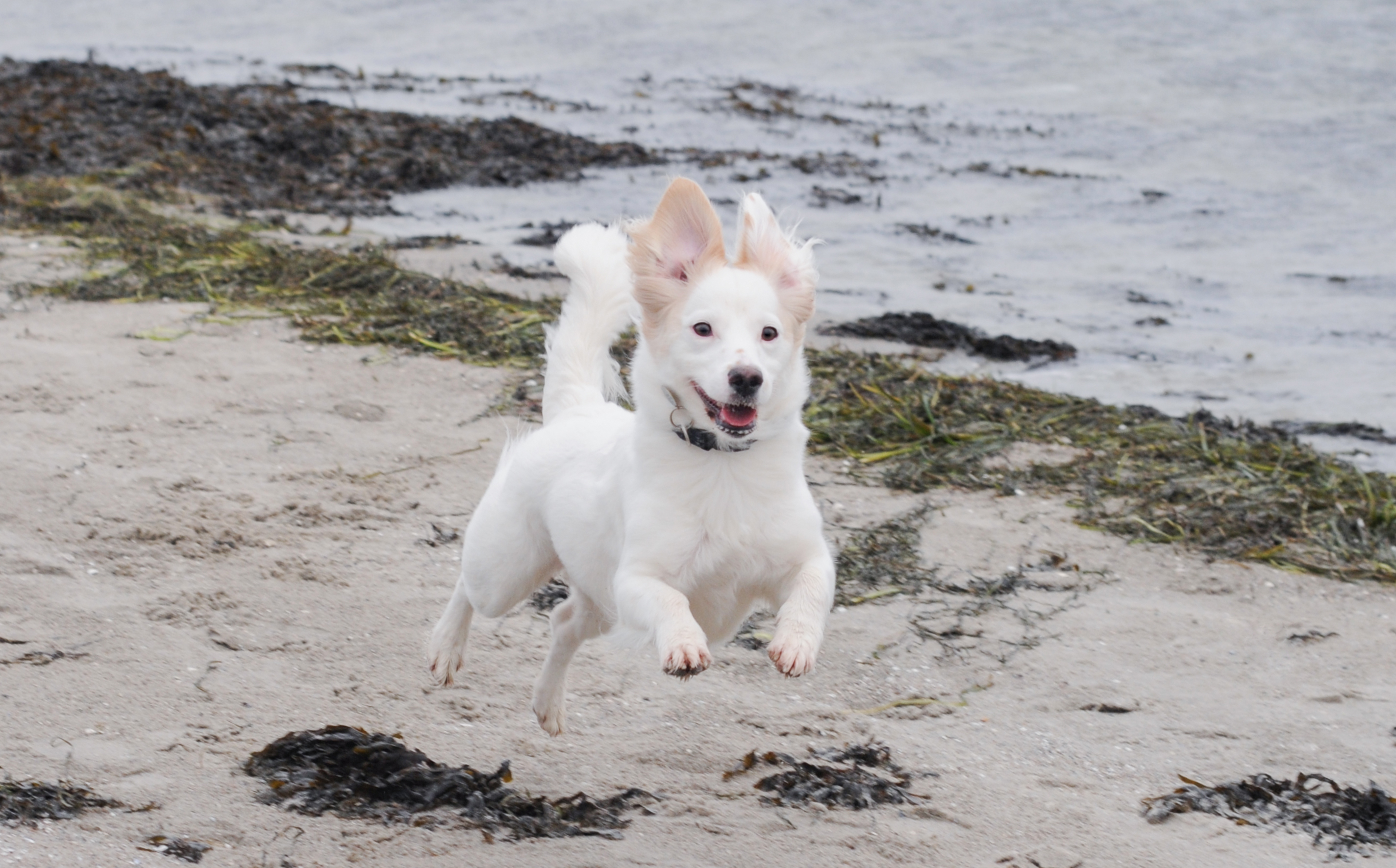 Strandhund