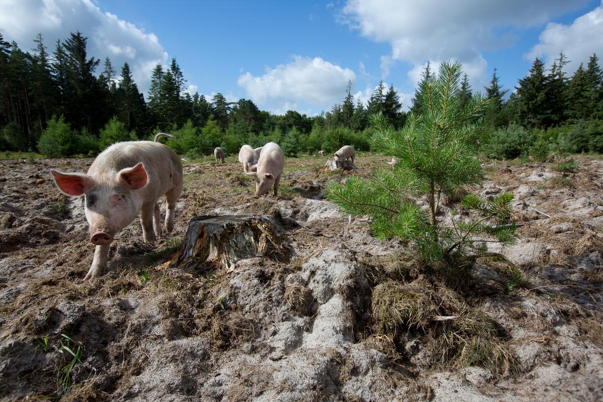 dyrevelfærd som verdensmål