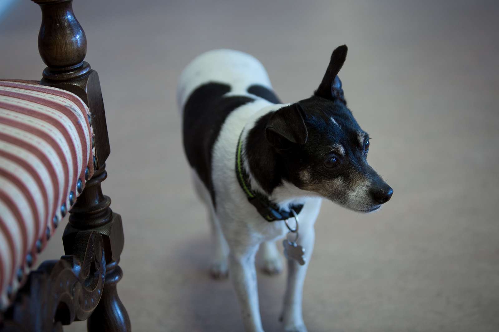 hjemme træning med hunden | Dyrenes Beskyttelse