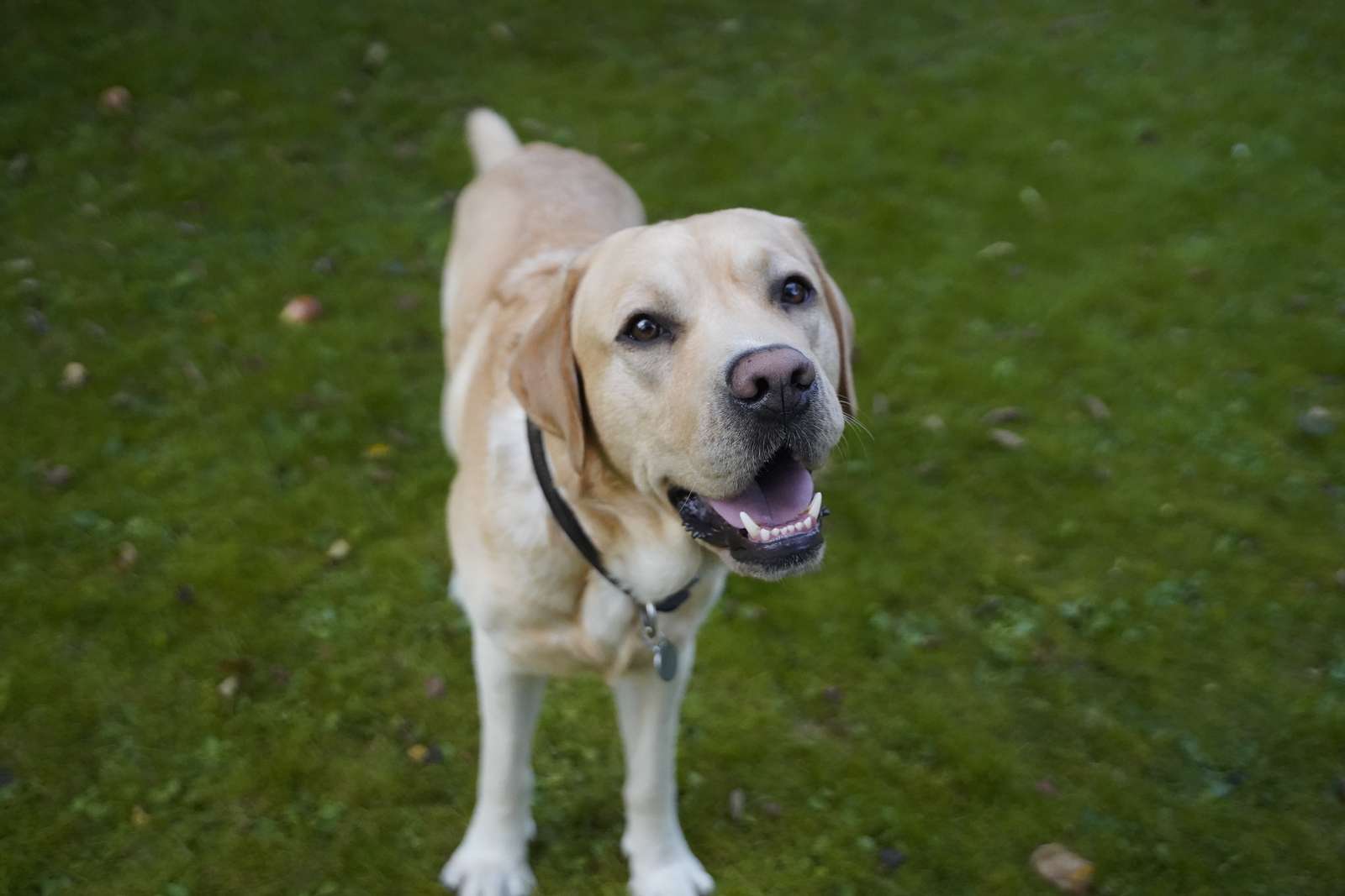 Forstår du hund, som hund den er? | Dyrenes Beskyttelse